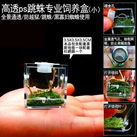 桌面异宠