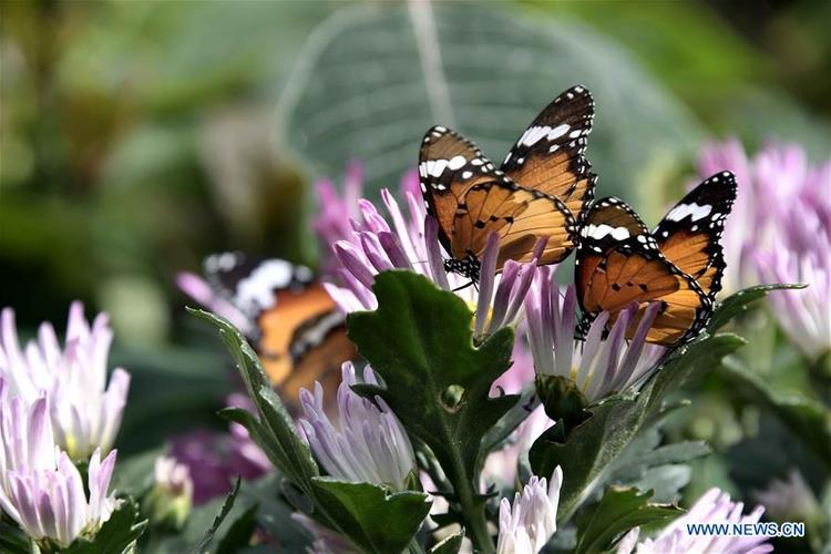 butterfly-China