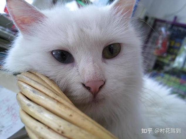 猫宁愿饿着也不吃猫粮