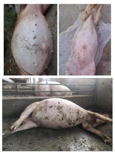 小猪肚子胀气妙招