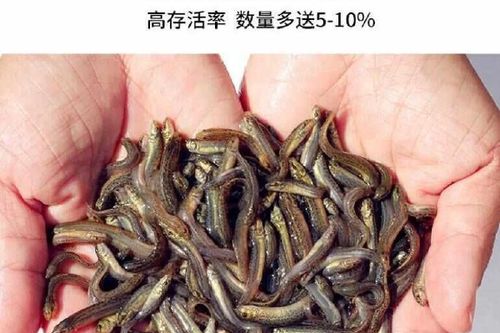 泥鳅小鱼任务