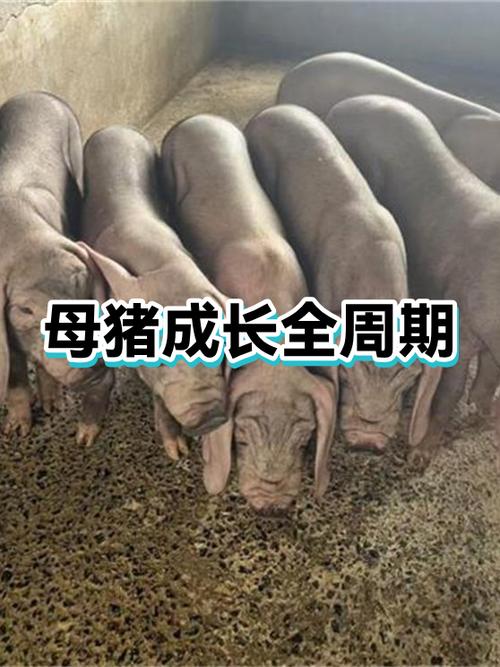母猪养殖计划又叫母猪养成计划图标