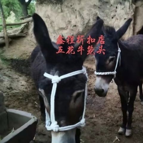 五花牛