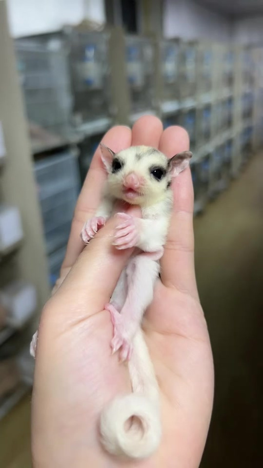 飞鼠鼯鼠
