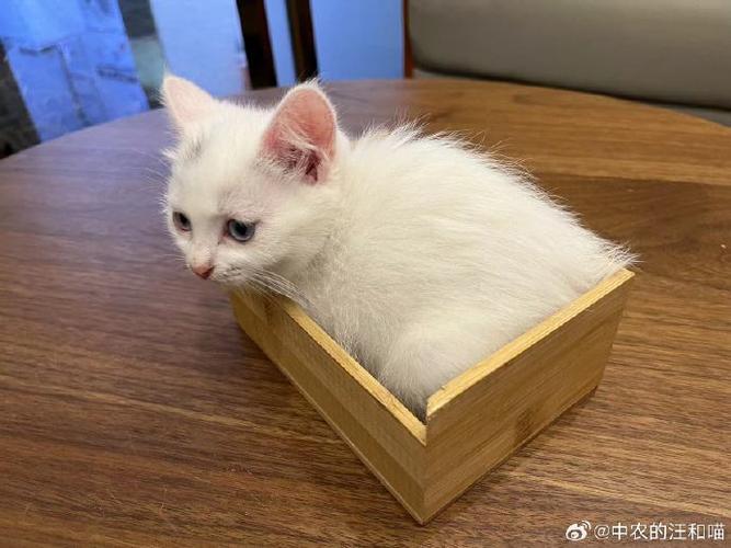 旺养喵日常