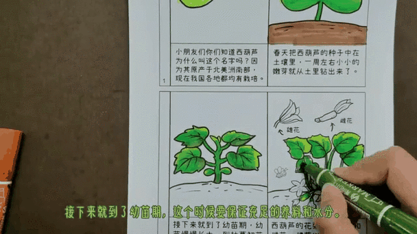 葫芦生长过程图片缩略图