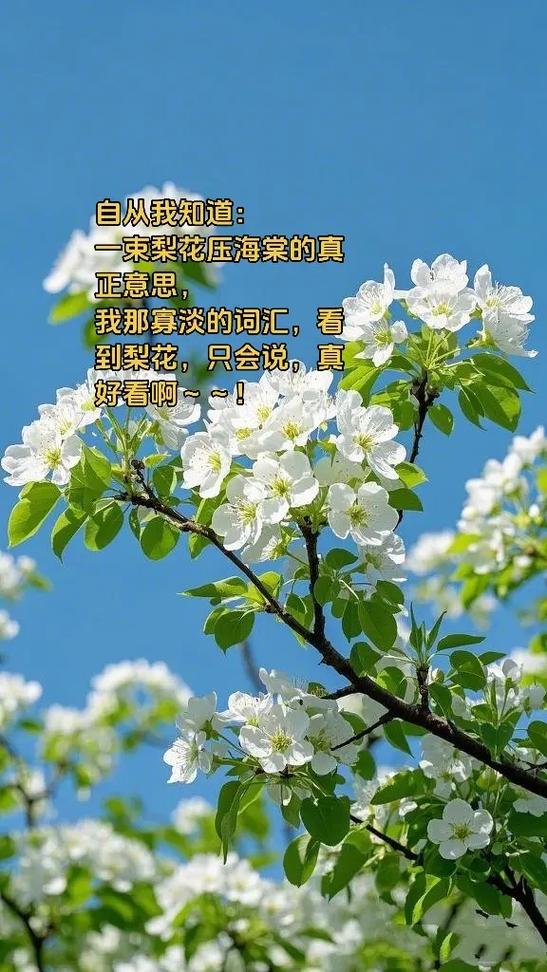 梨花压海棠