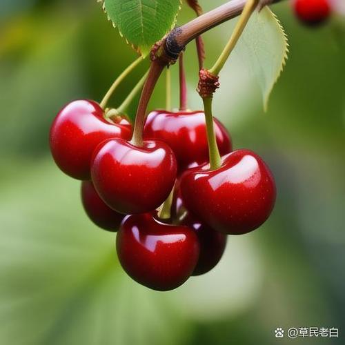 车厘子色显白还是显黑