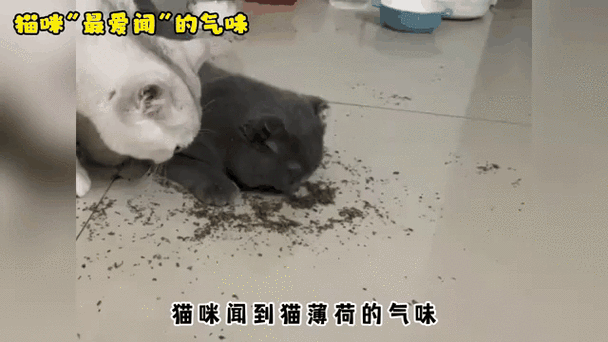 猫中毒原曲