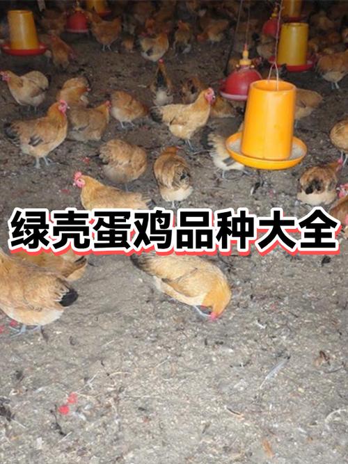 绿壳蛋鸡品种介绍