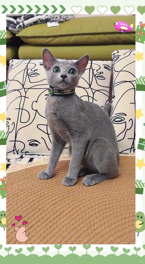 俄罗斯蓝猫价格