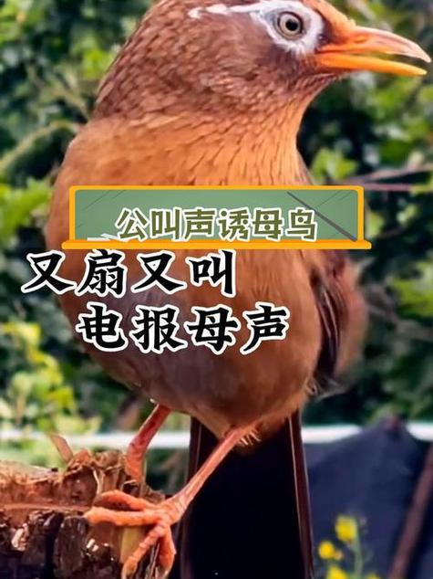烈性画眉鸟能叫吗