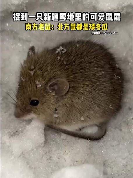 VMOS3.1.4耗子修改版