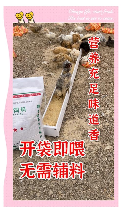 饲料鸡买回家再养多久好