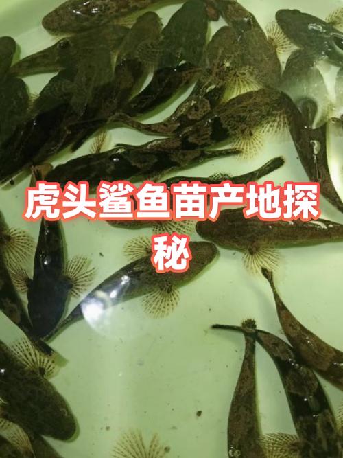 虎头鲨鱼苗价格