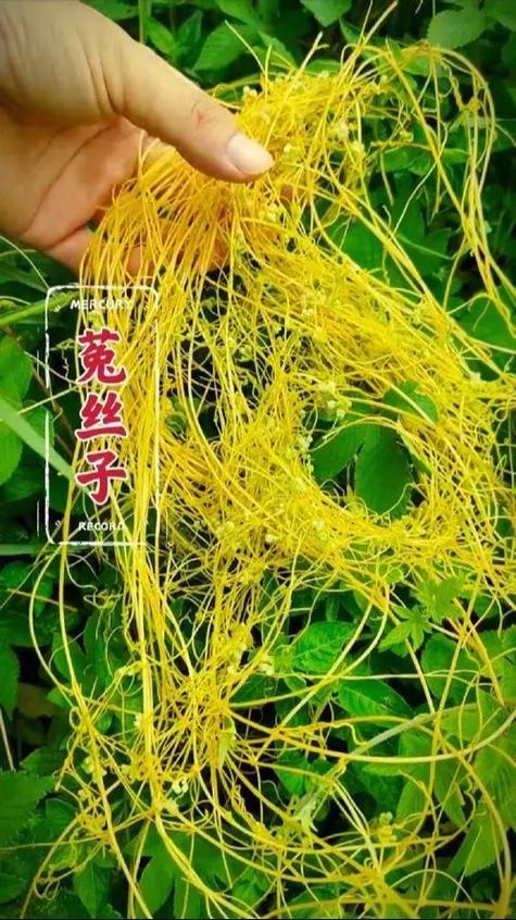 菟丝子如何根除