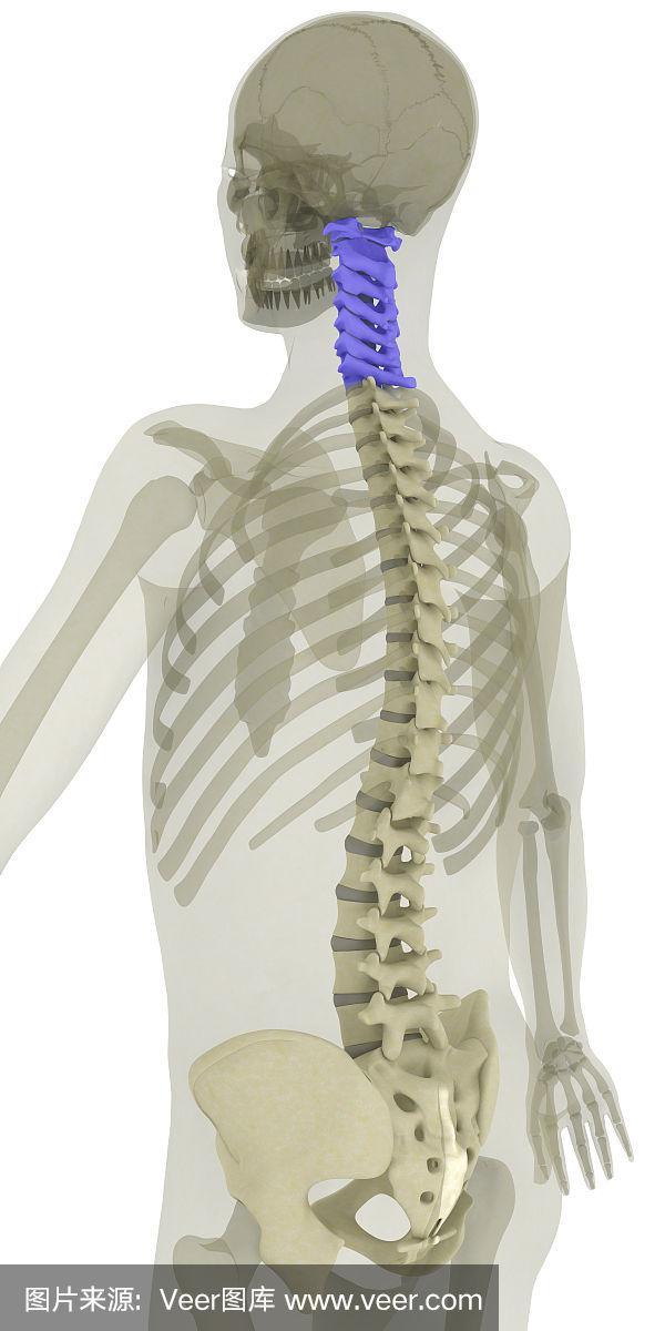 cervical vertebra