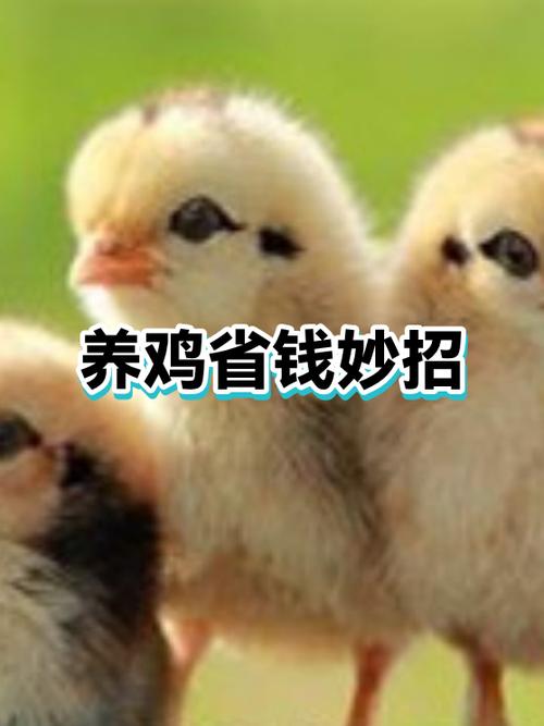 养鸡给鸡吃什么最省钱