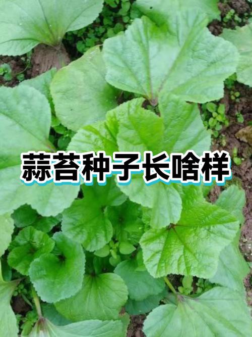 用种子长的蒜苔什么样截图