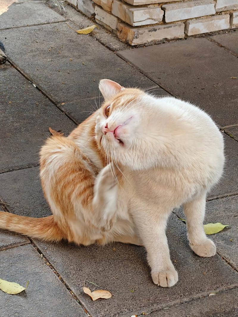 被猫挠的地方痒痒的