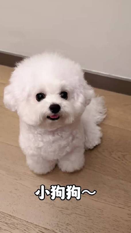 狗狗痒一直挠用什么药缩略图