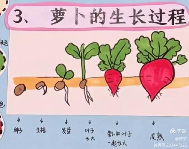萝卜成长记