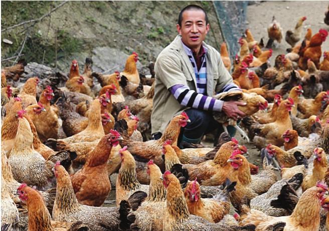 一年养多少鸡挣20万