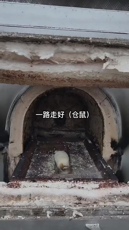 仓鼠火化烧得掉吗