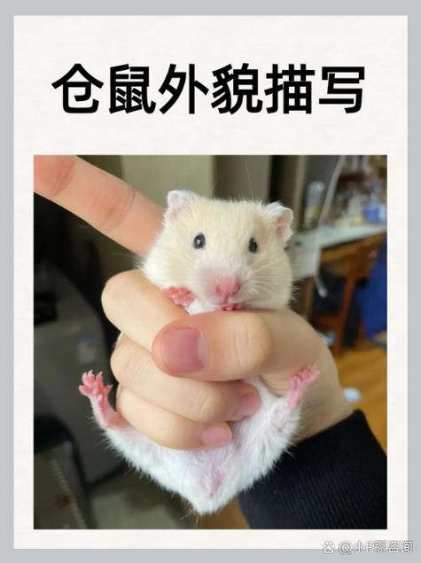 小仓鼠会长大吗