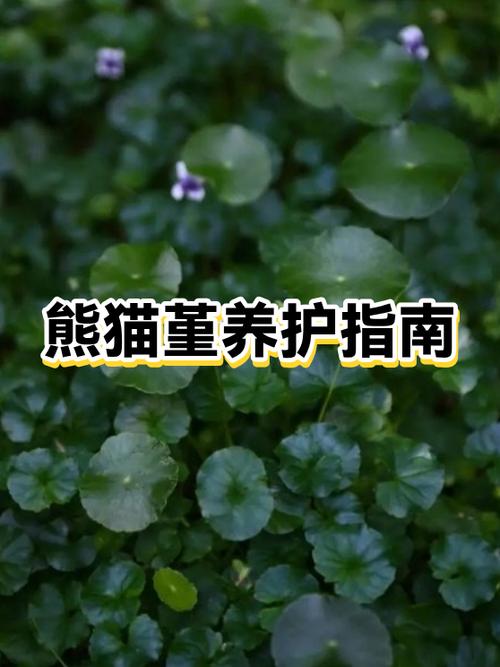 大熊猫饲养员一个月工资多少?