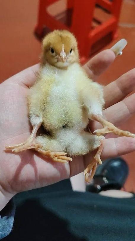 小鸡崽子缩略图
