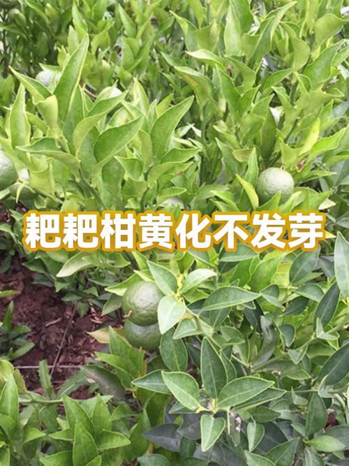耙耙柑树叶变黄的原因