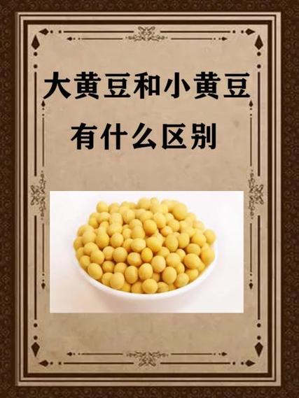 大黄豆和小黄豆哪个好