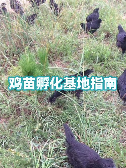 鸡苗种蛋在哪里买