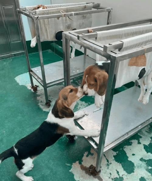 实验犬最后怎么处理