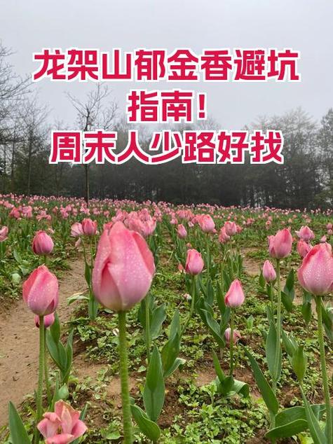 花溪的秘密全文免费阅读