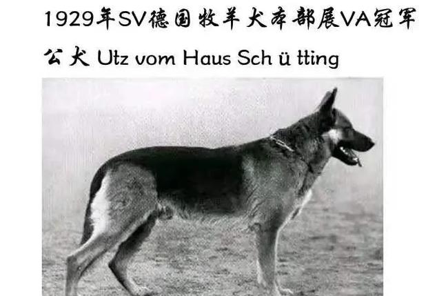 俯视你们这群five的梗的来源和历史背