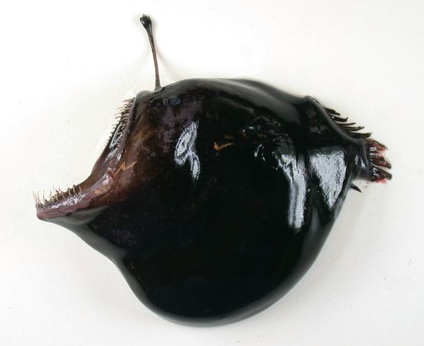 黑角