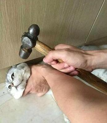 殴打猫图标