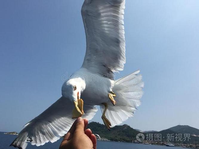 墨尔本喂海鸥