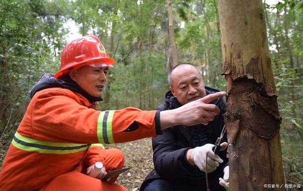 护林员护林防火工作总结