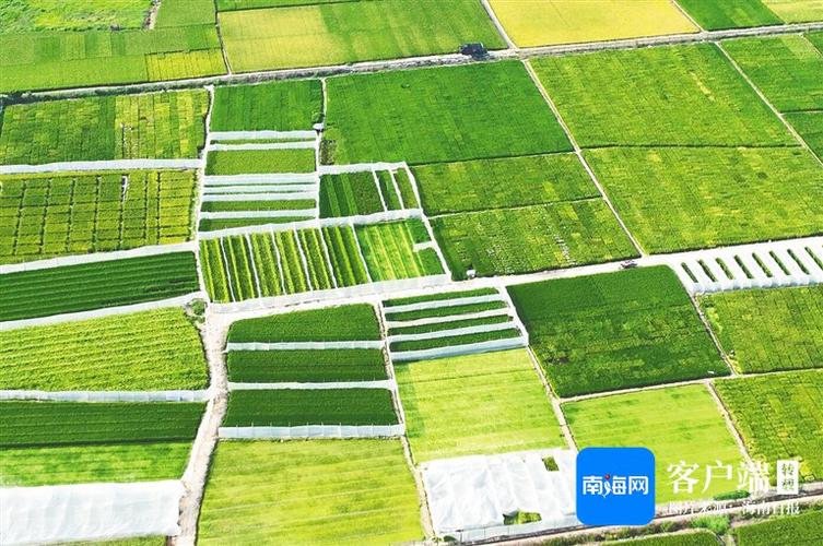 海南种植业什么前景最好