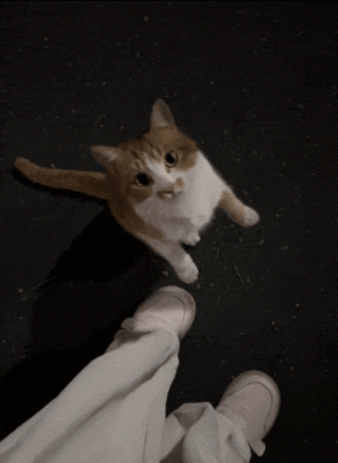 猫咪追着你喵喵叫