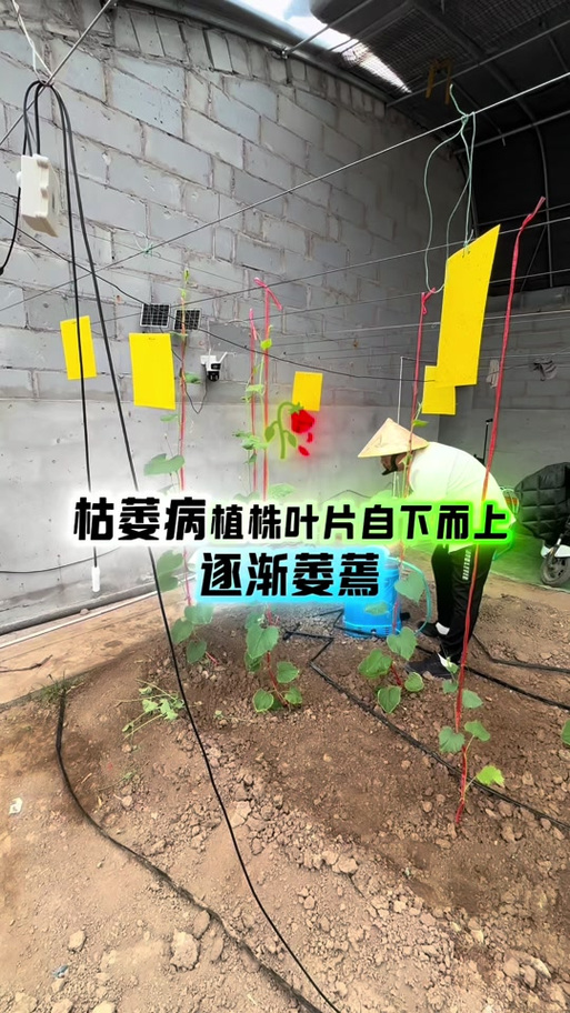葫芦长着长着就蔫了