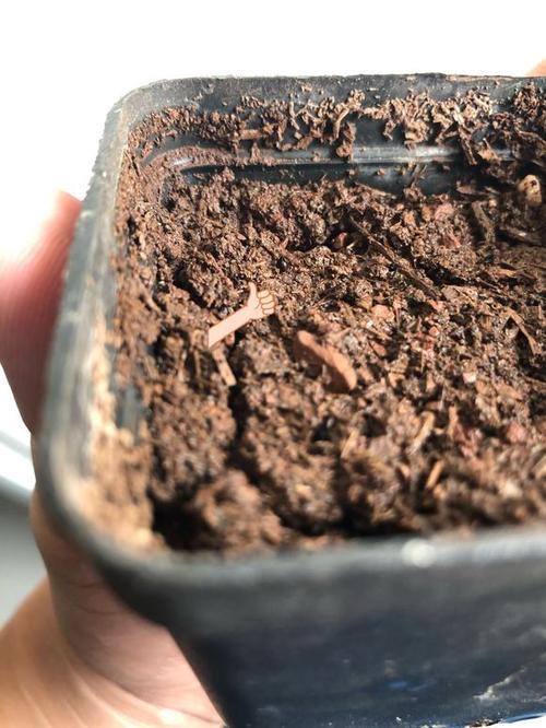 种子解析失败