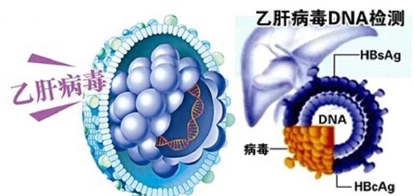 什么是乙肝病毒携带者