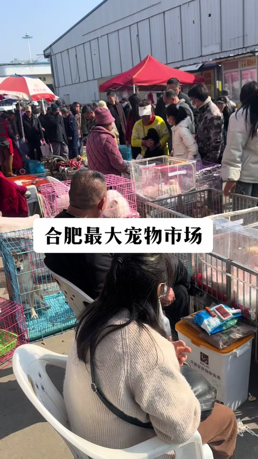 周谷堆狗市星期几开市