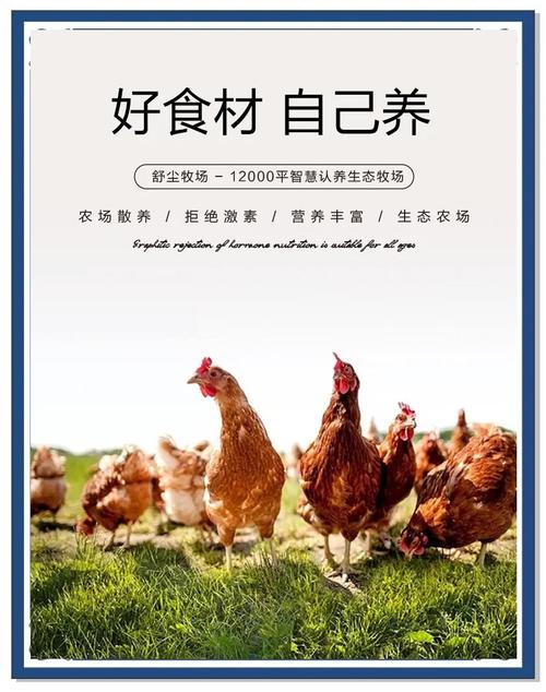卖鸡创意广告词大全
