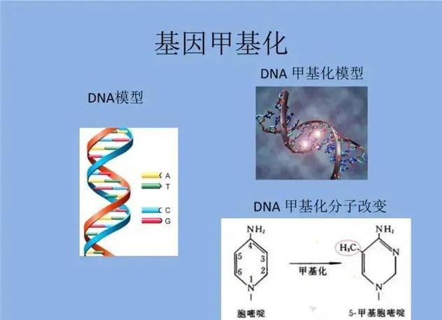 基因和DNA的区别