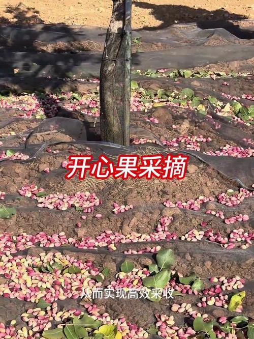 刚摘的开心果怎么弄